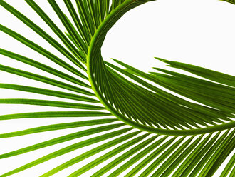 Ein glänzend grünes Palmenblatt in Nahaufnahme, mit Mittelrippe und paarigen Wedeln. - MINF00777