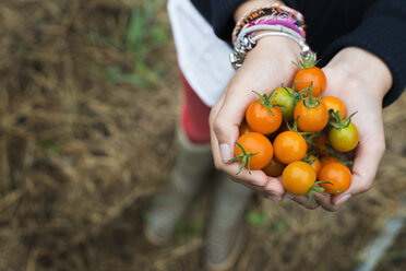 Ökologischer Landbau: Ein Mädchen hält eine Handvoll reifer Kirschtomaten. - MINF00790