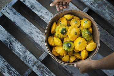 Organic Patty Pan Squash just harvested - MINF00801