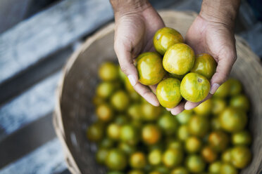 Bio-Tomatillo frisch geerntet - MINF00802