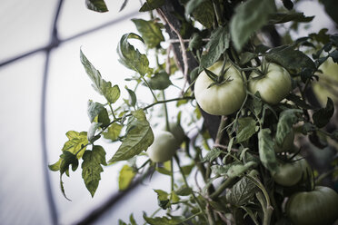 Ein Bio-Bauernhof: Tomatenpflanzen, die Früchte tragen, wachsen in einem Polytunnel. - MINF00820