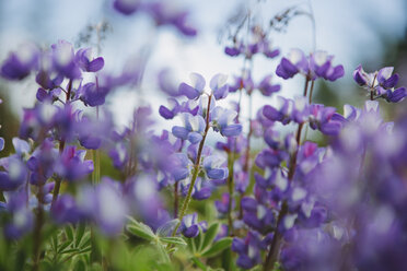 Blühende Lupinen-Wildblumen, Nahaufnahme - MINF00824