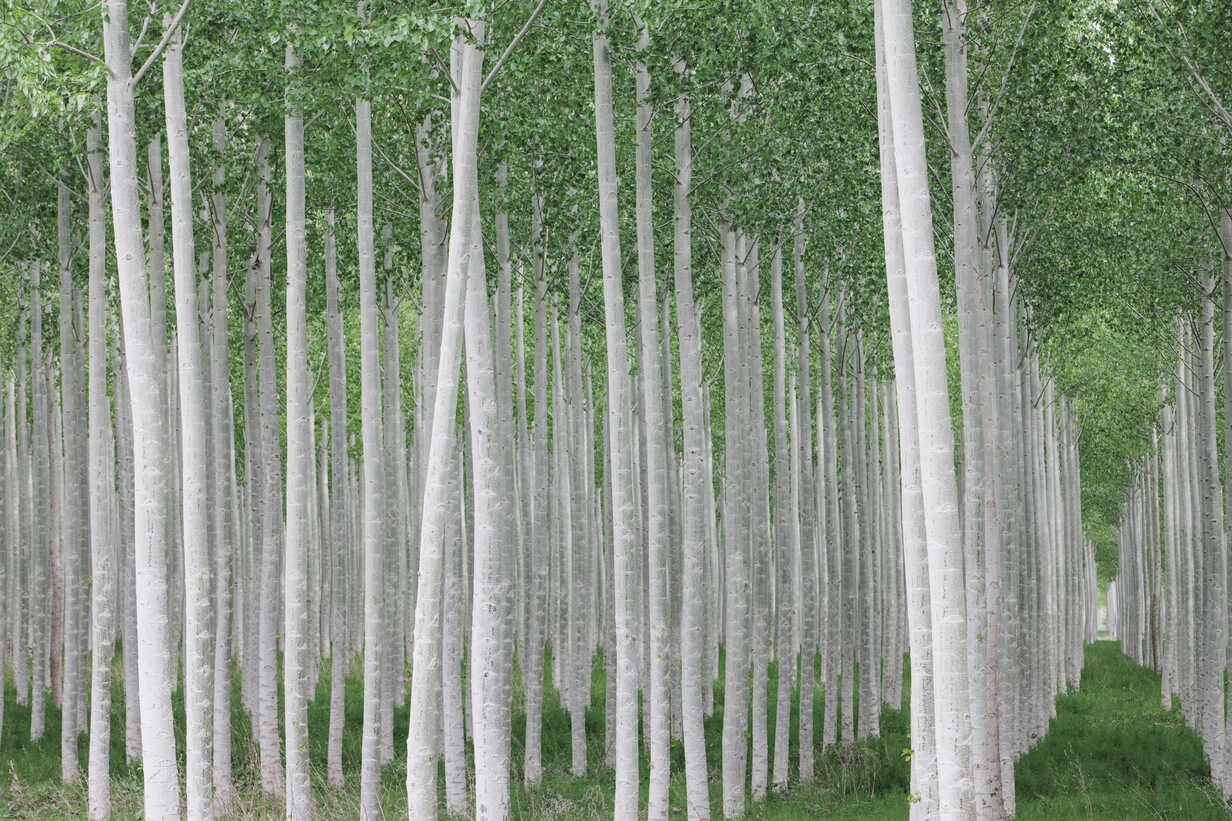 Poplar tree plantation, tree nursery growing tall straight trees with white  bark in Oregon, USA stock photo