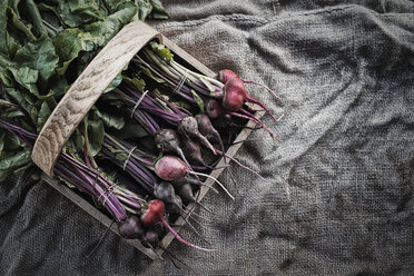 Organic Assorted Beets with stems just harvested - MINF00857