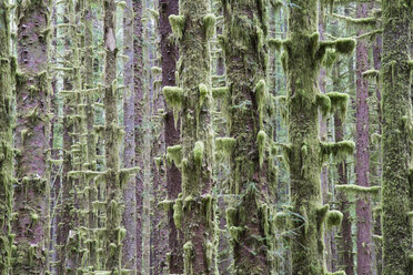 Sitka Spruce and Western Hemlock trees in lush, temperate rainforest - MINF00877