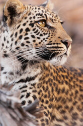 Leopard, Chobe-Nationalpark, Botsuana - MINF00885