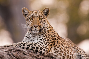 Leopard, Chobe-Nationalpark, Botsuana - MINF00886