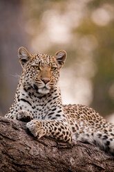 Leopard, Chobe-Nationalpark, Botsuana - MINF00887