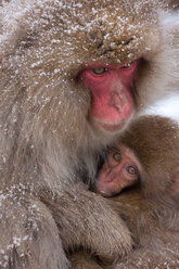 Japanische Makaken in der Kälte und im Schnee auf der Insel Honshu. - MINF00901