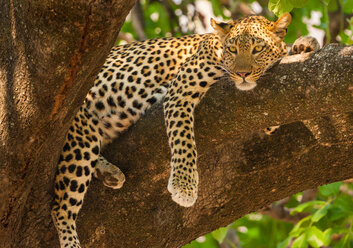 Leopard, Panthera pardus, Okavango-Delta, Botswana. - MINF00906