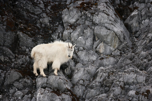 Mountain Goat, Glacier Bay National Park and Preserve, Alaska, USA - MINF00908