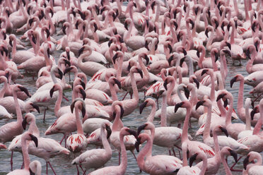 Zwergflamingos, Narasha-See, Kenia - MINF00911