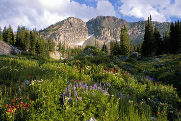 Landschaft des Little Cottonwood Canyon mit dem Gipfel des Devil's Castle in den Wasatch Mountains, Wildblumen im hohen Gras. - MINF00917