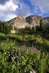 Landschaft des Little Cottonwood Canyon mit dem Gipfel des Devil's Castle in den Wasatch Mountains, Wildblumen im hohen Gras. - MINF00918