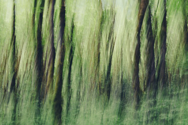 Lush forest of moss covered Big leaf maple trees (Acer macrophyllum), blurred motion, Dosewallips River, Olympic NP - MINF00921