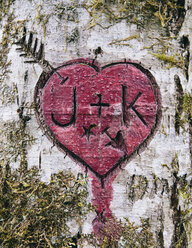 J+K and heart symbol carved in moss covered Alder tree, Olympic NP - MINF00923