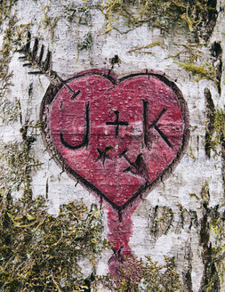 J+K und Herzsymbol in moosbewachsenen Erlenbaum geschnitzt, Olympic NP - MINF00923