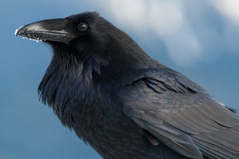 Raven with snow on its beak, Corvus corax, Olympic National Park, Washington, USA - MINF00932