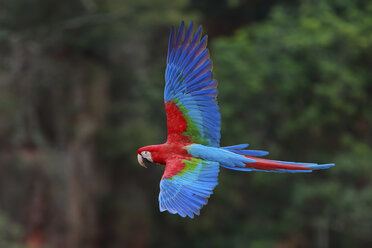 Red-and-green macaws, Ara chloroptera, Buraco das Araras, Brazil - MINF00935