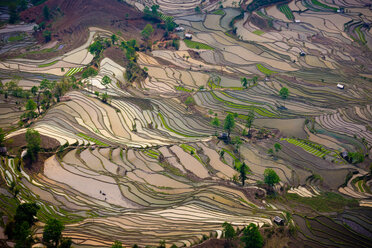 Terrassenförmige Reisfelder, Yuanyang, China - MINF00938