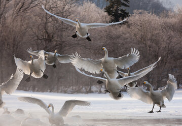 Whooper swans, Hokkaido, Japan - MINF00949