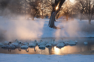 Whooper swans, Hokkaido, Japan - MINF00950