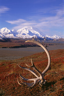 Tundra und Karibu-Geweihe im Denali-Nationalpark, Alaska, im Herbst, mit dem Mount McKinley im Hintergrund. - MINF00954