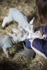 Kinder und neugeborene Lämmer in einem Ablammstall. - MINF01005