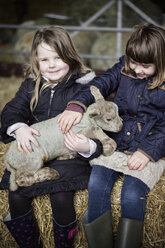 Children and new born lambs in a lambing shed. - MINF01009