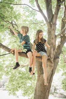 Zwei Kinder, Bruder und Schwester, klettern auf einen Baum. - MINF01089