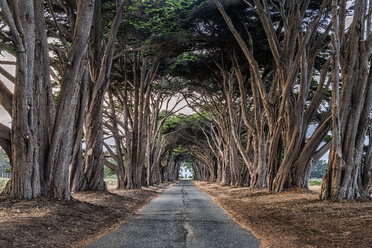Eine Allee von Bäumen, die auf beiden Seiten einer Straße im Point Reyes National Park in Kalifornien wachsen. - MINF01090