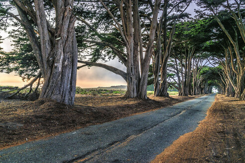 Eine Allee von Bäumen, die auf beiden Seiten einer Straße im Point Reyes National Park in Kalifornien wachsen. - MINF01091