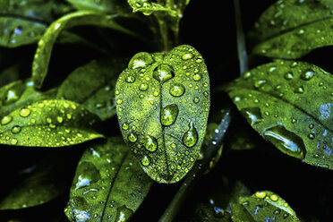 Glossy evergreen leaves with droplets of moisture at Half Moon Bay in California. - MINF01095