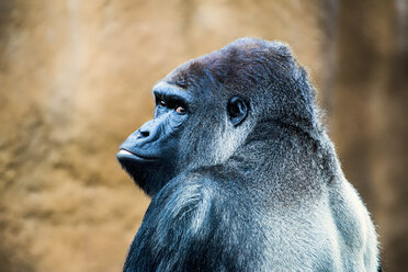 Gorilla im Zoo von Los Angles - MINF01097