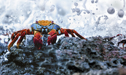 Sally Lightfoot Crab, Grapsus grapsus found in the Galapagos Islands. - MINF01101