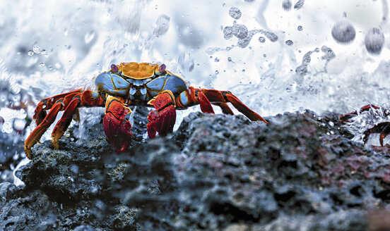 Sally Lightfoot Crab, Grapsus grapsus, gefunden auf den Galapagos-Inseln. - MINF01101