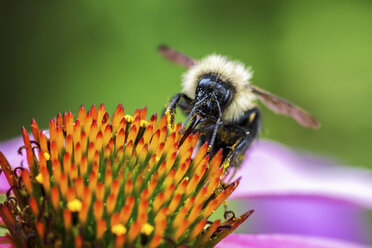 Eine Biene ernährt sich vom Pollen einer Blume mit orangefarbenen Staubgefäßen. - MINF01102