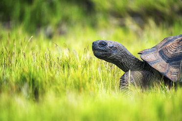 A Galapagos Tortoise walking through grass, side view of the head and part of the shell. - MINF01103