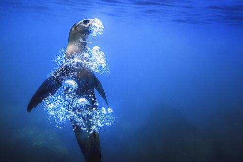 A Gal·pagos Seal underwater, rising upwards, blowing a trail of air bubbles. - MINF01105