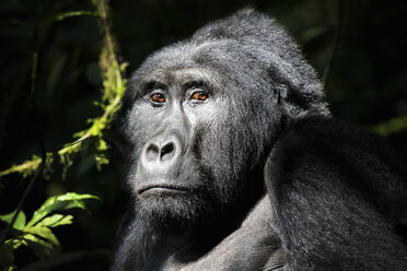 A wild mountain gorilla in the Bwindi Impenetrable Forest - MINF01114
