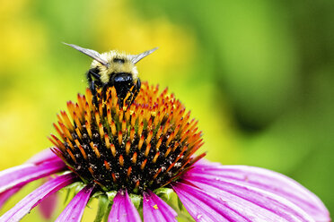 Eine Biene ernährt sich von den Pollen der Staubgefäße einer rosafarbenen Echinacea-Blüte (Nahaufnahme). - MINF01117