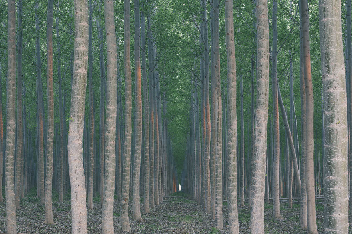 A plantation of poplar trees, a commercial tree farm. Tall straight trunks  and vivid green tree canopy. stock photo