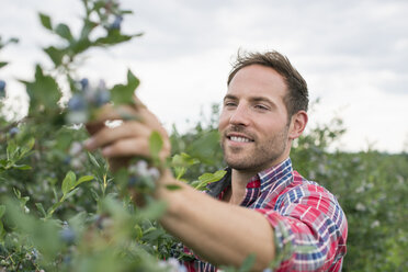 Biologischer Obstgarten: Ein Mann pflückt Blaubeeren, Cyanococcus, Obst. - MINF01172