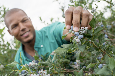 Biologischer Obstgarten: Ein Mann pflückt Blaubeeren, Cyanococcus, Obst. - MINF01174