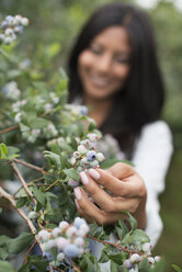 Organic fruit orchard. A woman picked fresh blueberries, Cyanococcus. - MINF01175