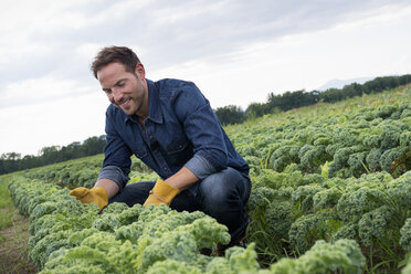 Reihen krauser grüner Gemüsepflanzen auf einem Bio-Bauernhof, ein Mann inspiziert die Ernte. - MINF01181