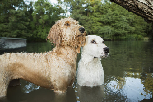 Ein goldener Labradoodle und ein kleiner weißer Mischlingshund stehen im Wasser und schauen erwartungsvoll nach oben. - MINF01193