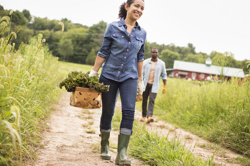 Zwei Menschen arbeiten auf einem Bio-Bauernhof und tragen Körbe mit frisch geerntetem Gemüse. - MINF01216