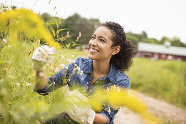 Frau arbeitet auf einem Bio-Bauernhof, trägt Handschuhe und bewundert hohe blühende Pflanzen. - MINF01218