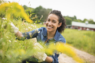 Woman working on an organic farm. Wearing gloves' Admiring tall flowering plants. - MINF01219